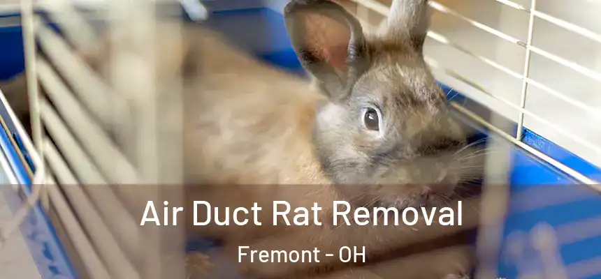  Air Duct Rat Removal Fremont - OH